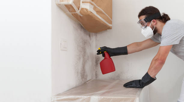 Professional Mold Removal technician working in Evans, CO