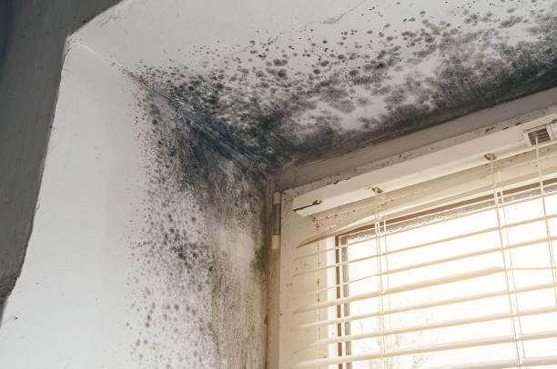 Affordable Basement Mold Removal solutions in Evans, CO