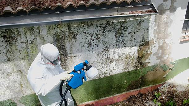 Top rated local Basement Mold Removal specialists in Evans, CO